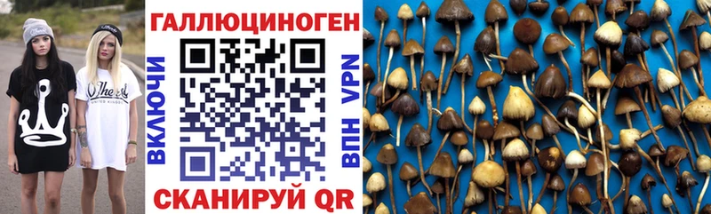 купить наркоту  Евпатория  Галлюциногенные грибы Cubensis 